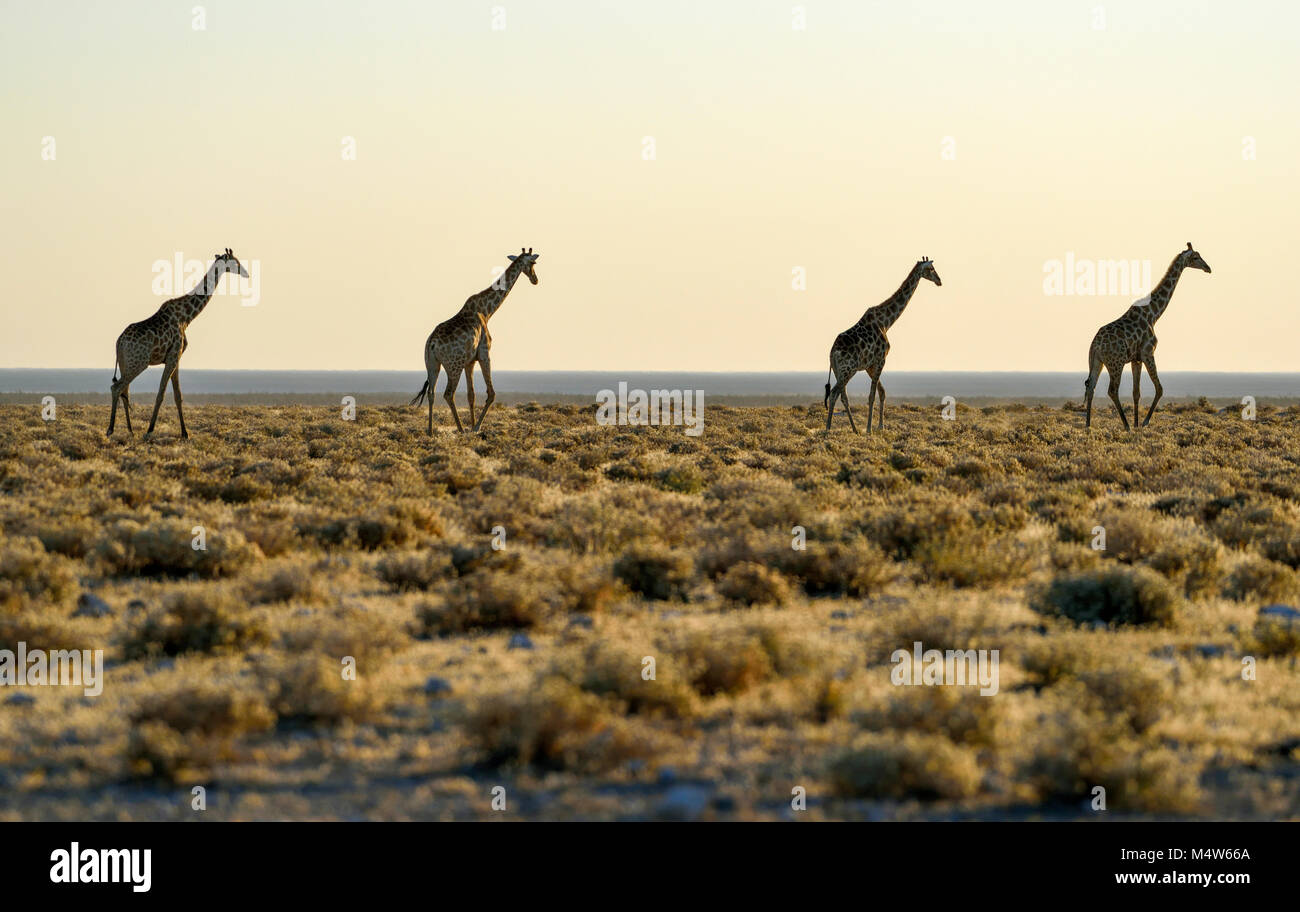 Angolan Giraffes (Giraffa camelopardalis angolensis) running one after another in the steppe, Etosha National Park, Namibia Stock Photo