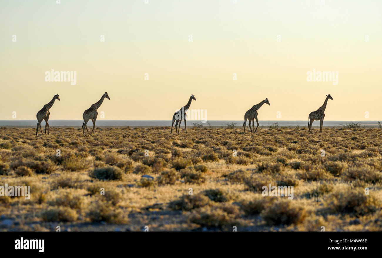 Angolan Giraffes (Giraffa camelopardalis angolensis) running one after another in the steppe, Etosha National Park, Namibia Stock Photo