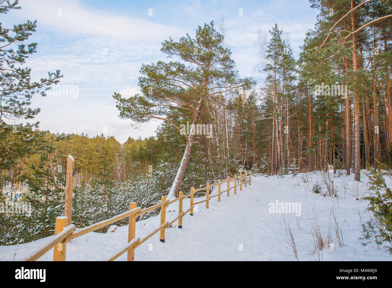 City Ogre, Latvia. Old pine at sand quarry. Snow and ice, nature photo. Travel photo at Latvia. 2018 Stock Photo