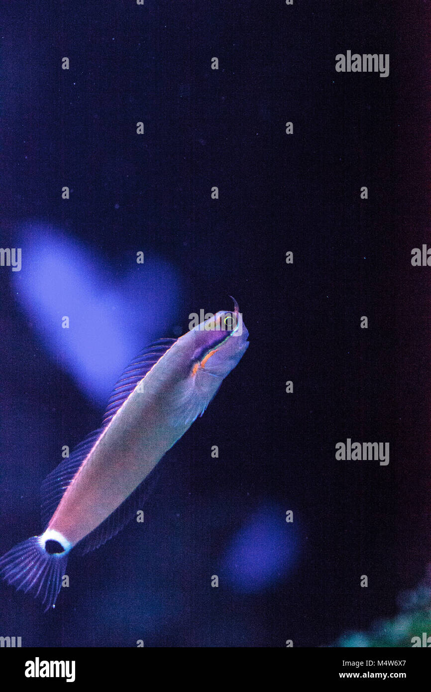 Tailspot Blenny Ecsenius stigmatura Stock Photo - Alamy