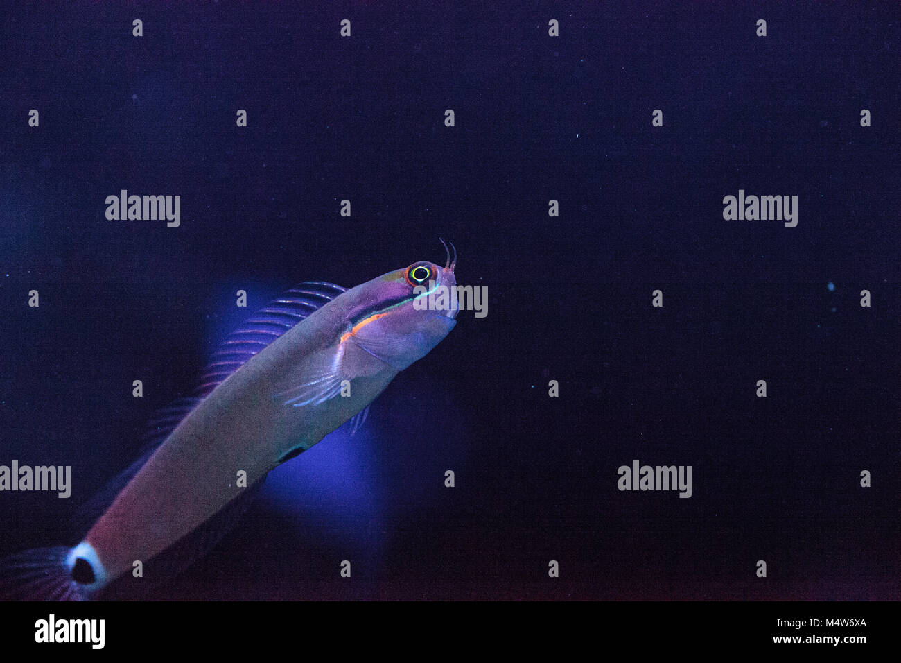 Tailspot Blenny Ecsenius stigmatura Stock Photo - Alamy