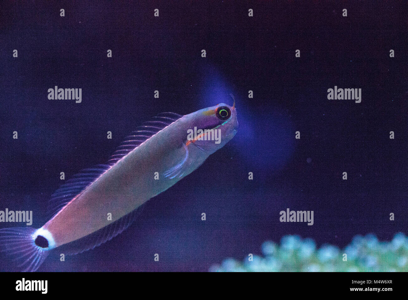 Tailspot Blenny Ecsenius stigmatura Stock Photo - Alamy