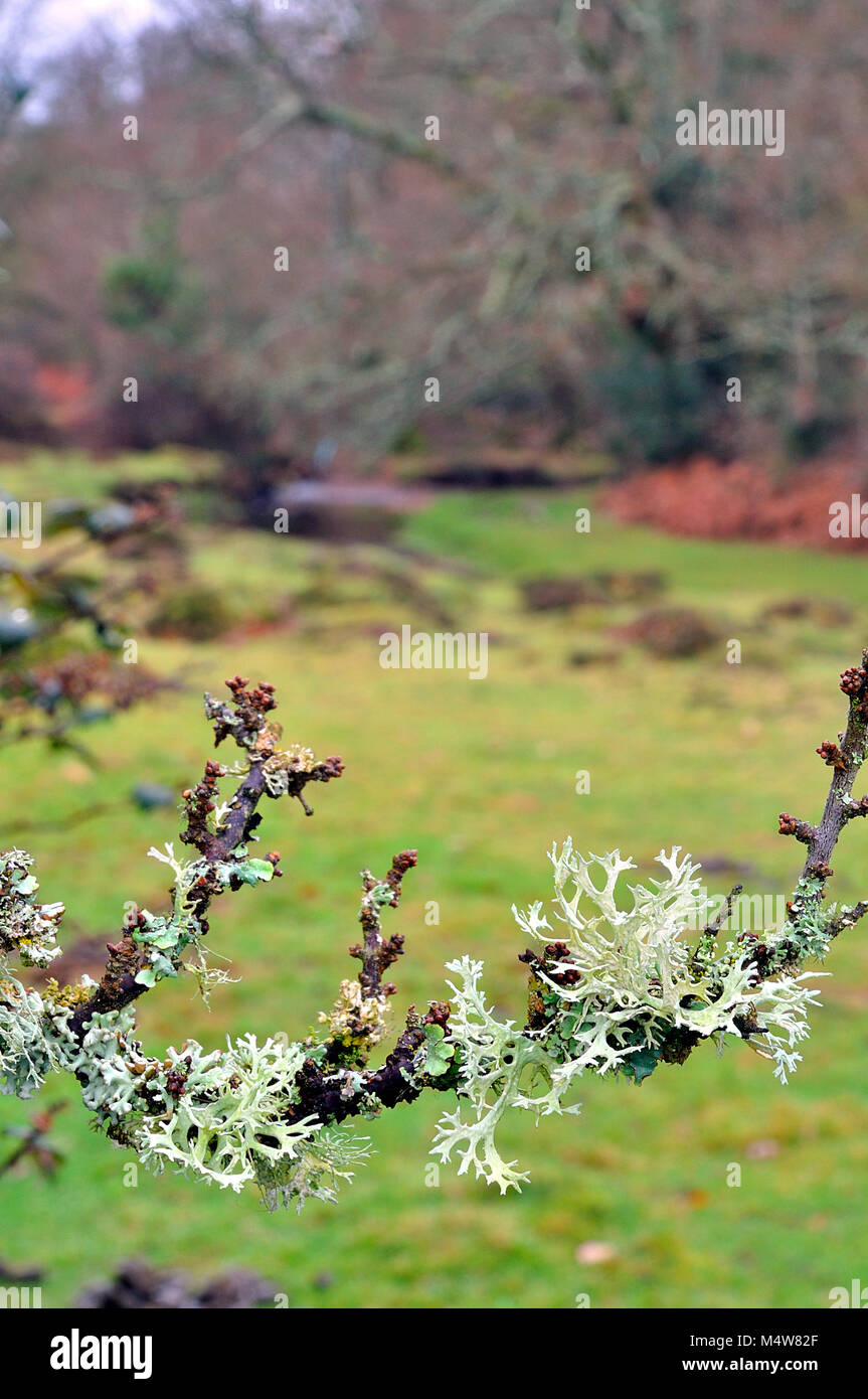 Lichens on a tree branch, New Forest National park, Hampshire, England. Stock Photo