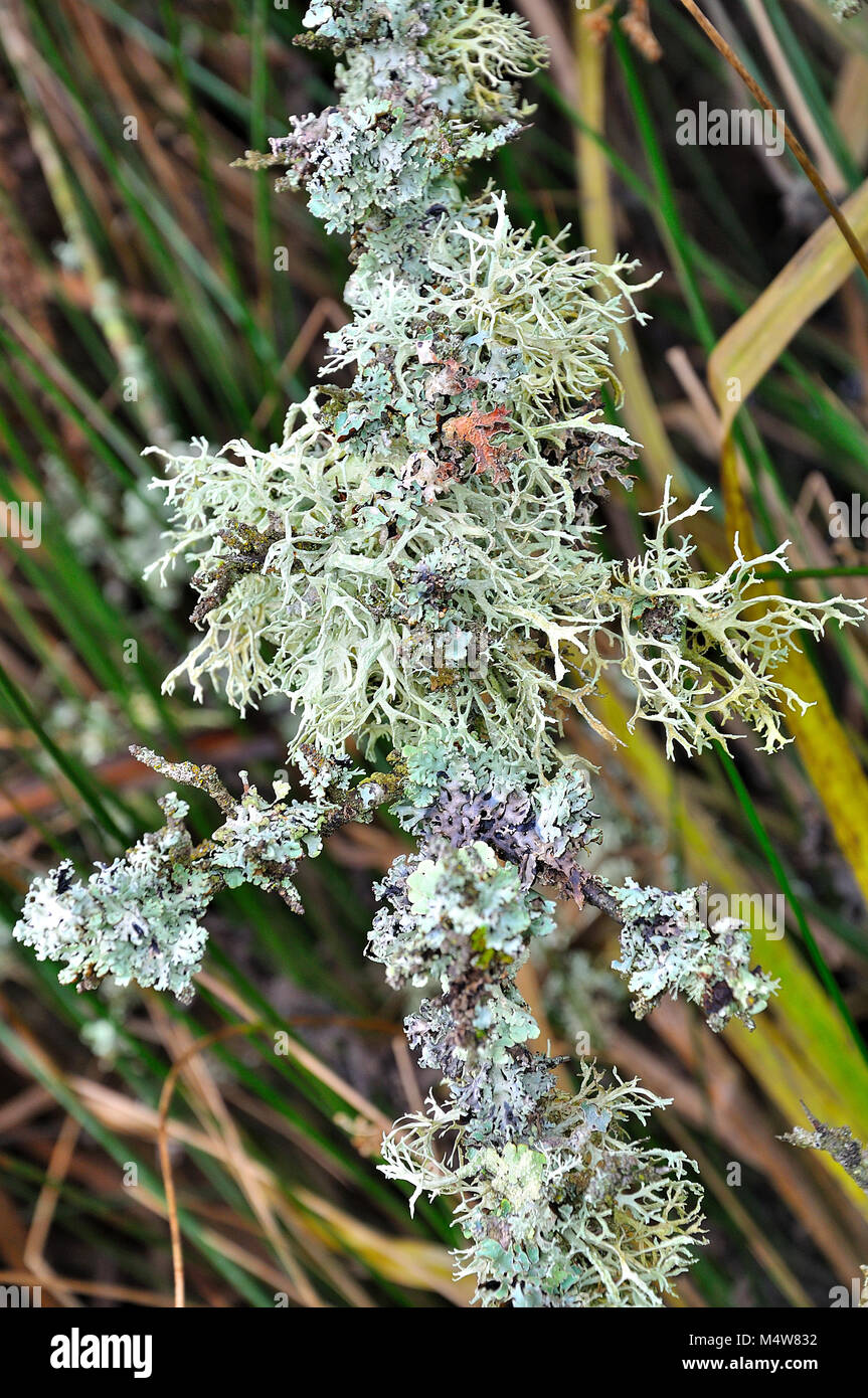 Lichens on a tree branch, New Forest National park, Hampshire, England. Stock Photo