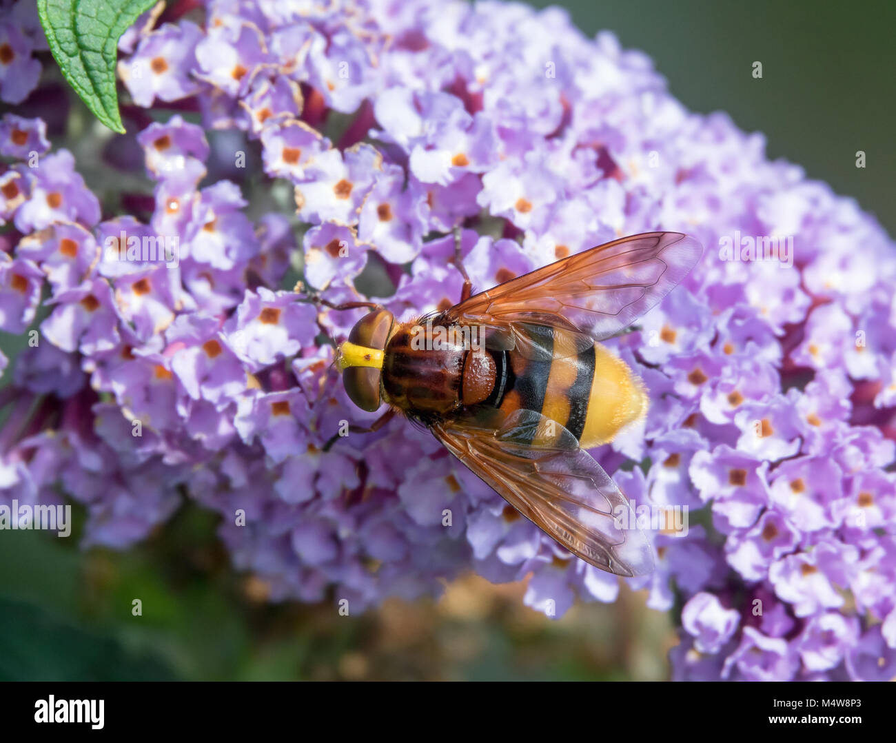 Hornet Hoverfly on Buddleia Stock Photo