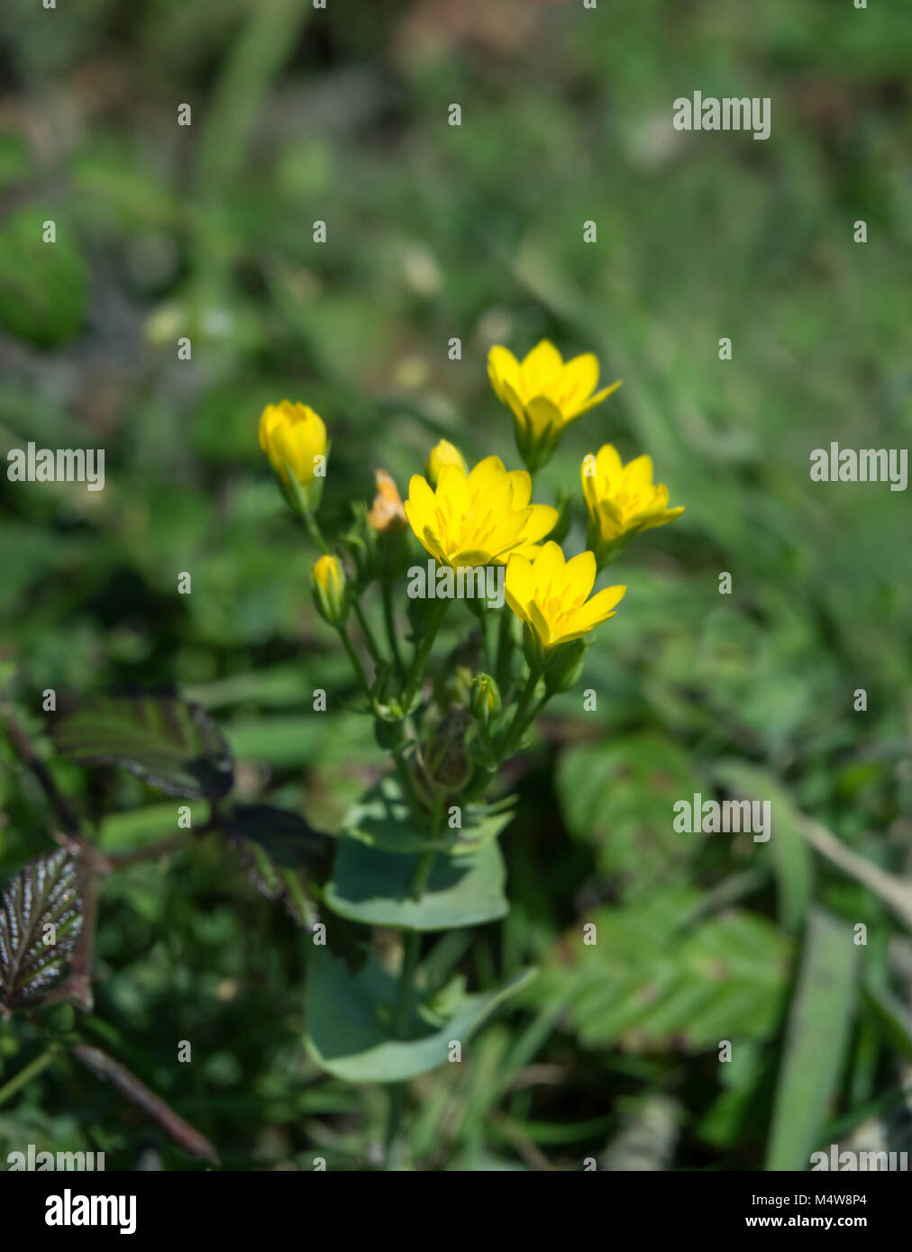 Yellow-wort Wild Flower Stock Photo
