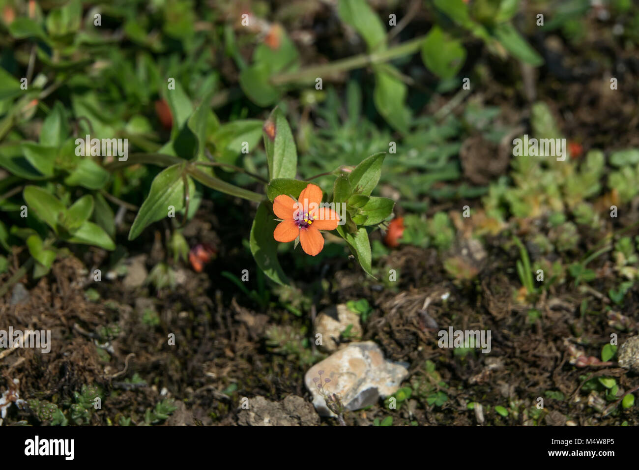 Scarlet Pimpernel Wild Flower Stock Photo