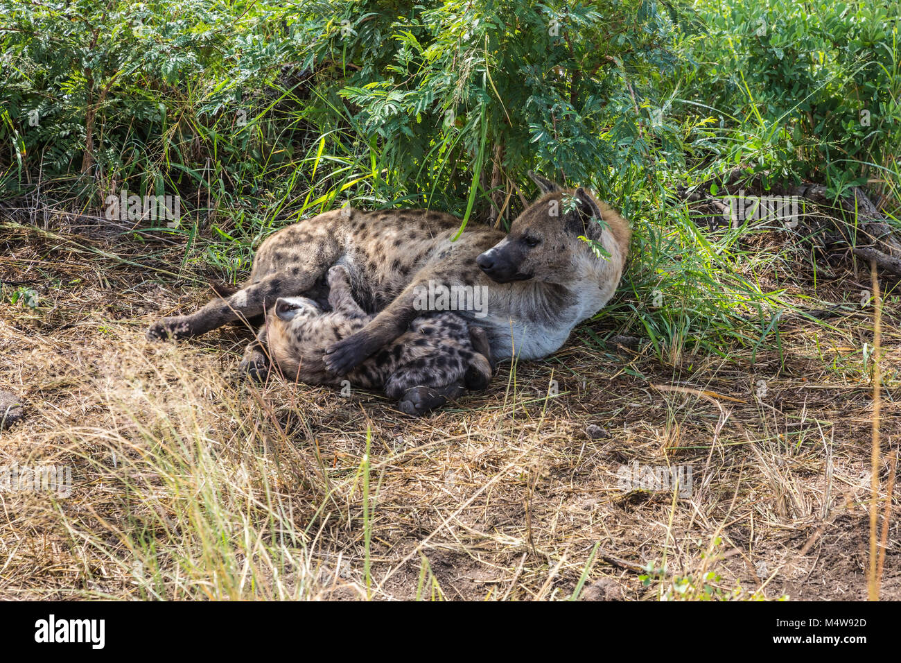 The spotty hyena feeds her puppy Stock Photo