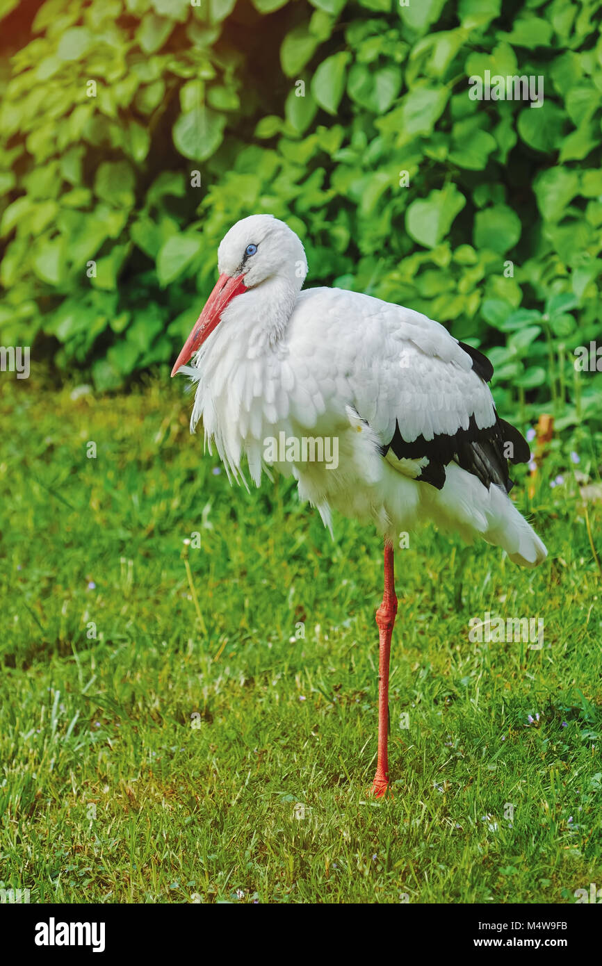 аист спящий на одной ноге. ноги аиста. аист спит стоя. белый ибис птица. цапля аист журавль.