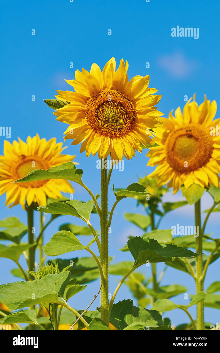 Sunflowers against the Sky Stock Photo - Alamy
