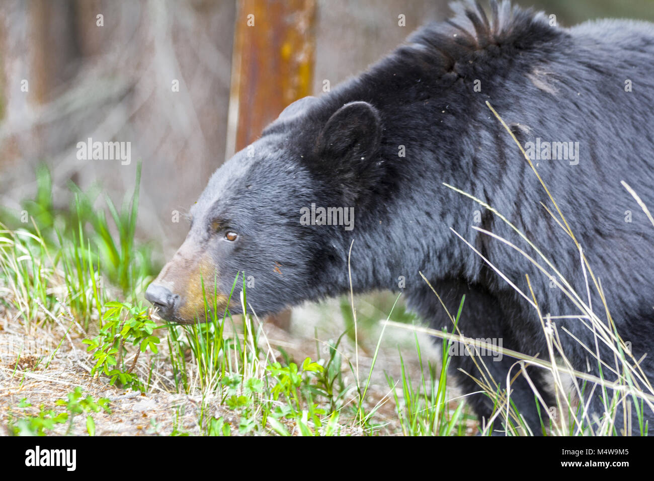 America Black Bear hunting in the woods Stock Photo