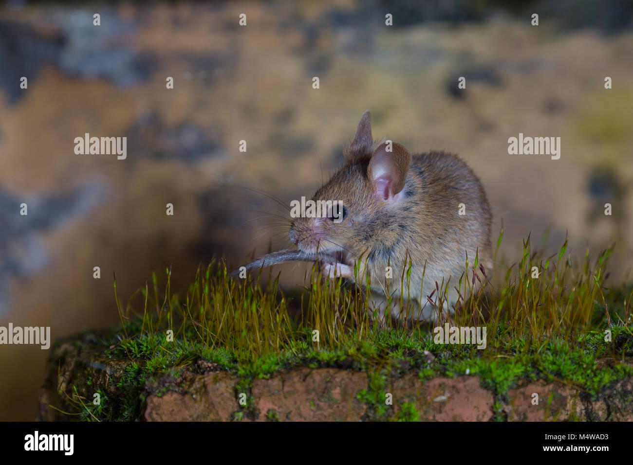 Mouse mus musculus Stock Photo