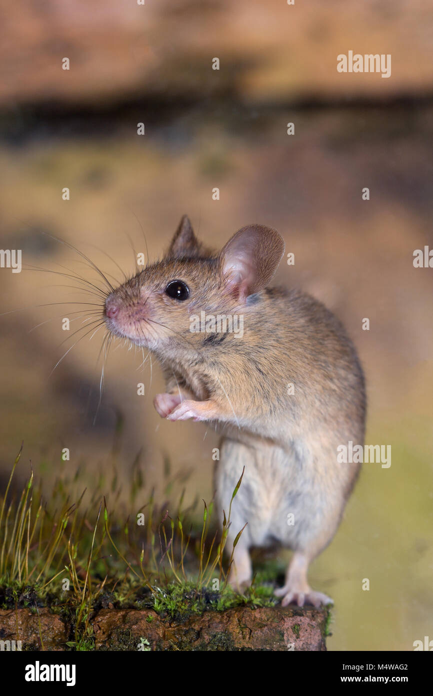 Mouse mus musculus Stock Photo