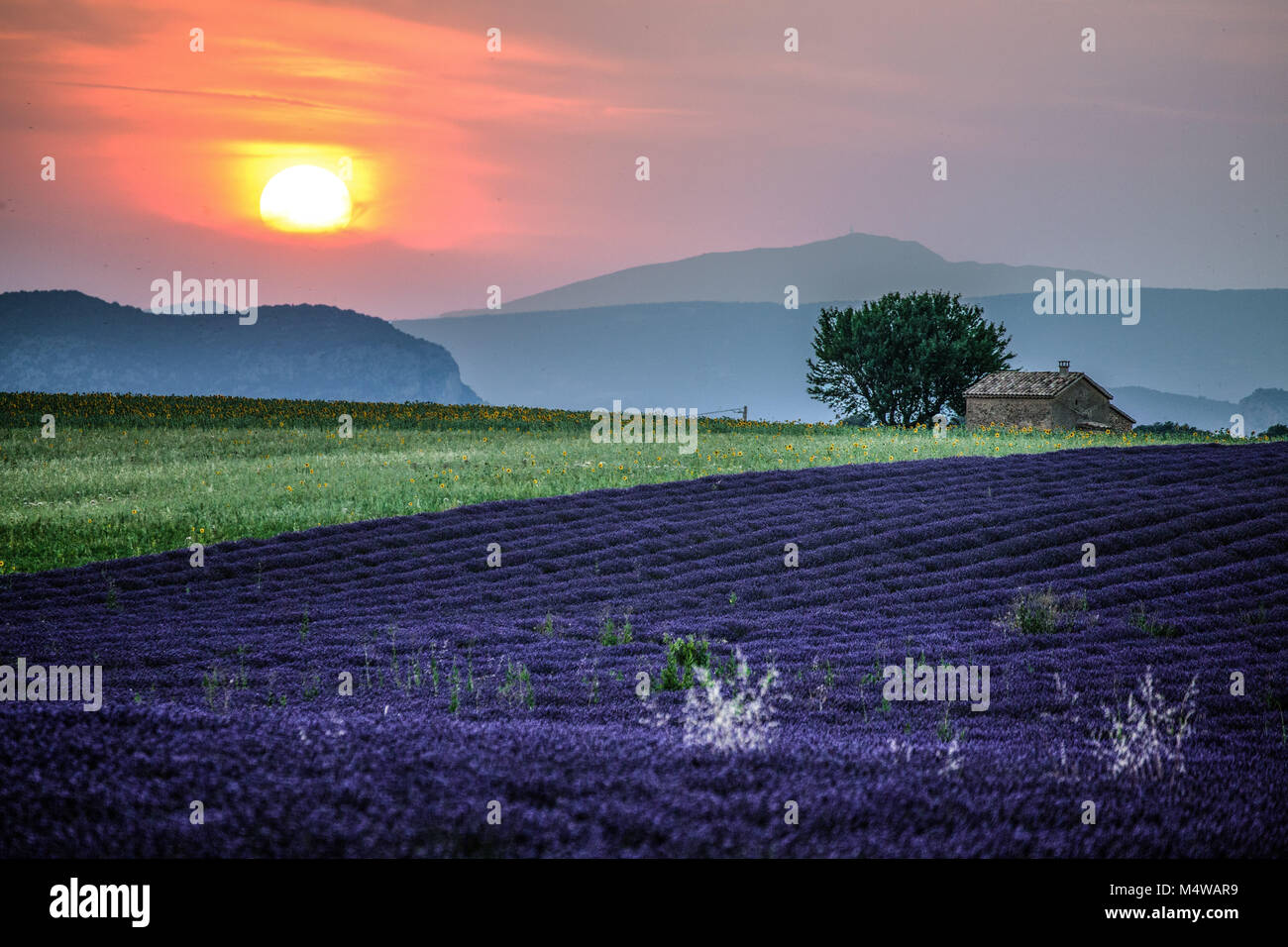 Lavender fields at sunset near the village of Valensole, Provence, France. Stock Photo