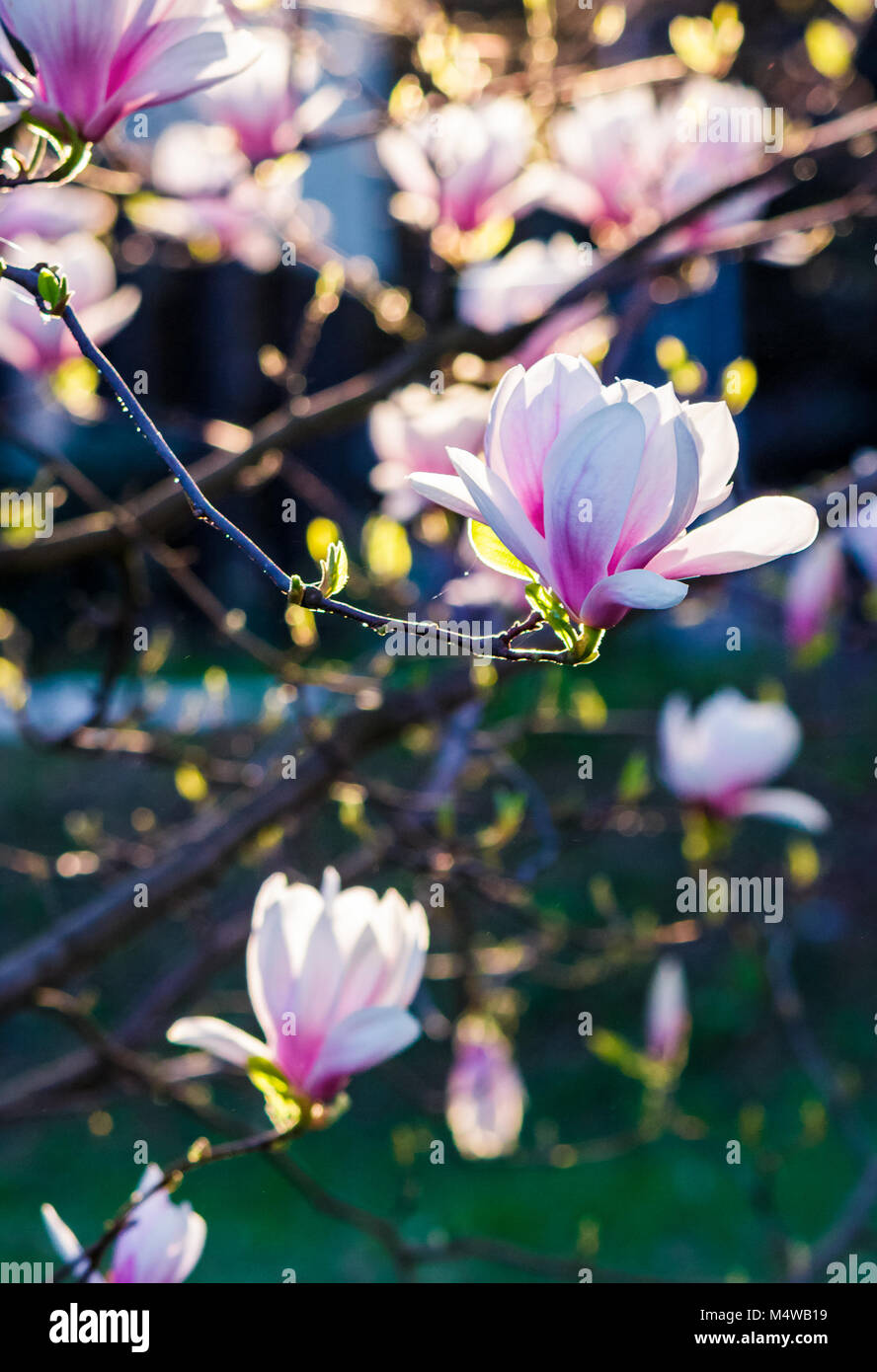 Beautiful springtime closeup background. Magnolia flower blossom in ...