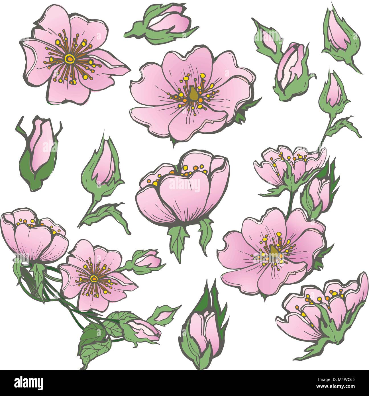 Wild dog rose set flowers with buds drawing vector clipart on white background for scrapbooking Stock Vector