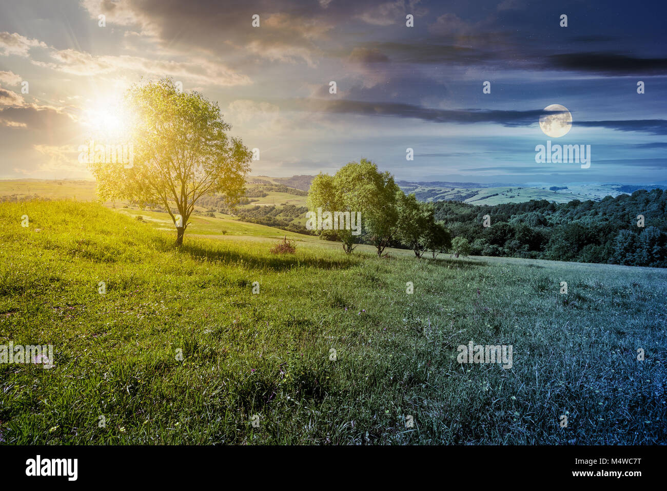 time change concept. row of trees on grassy slope. lovely countryside in summer Stock Photo
