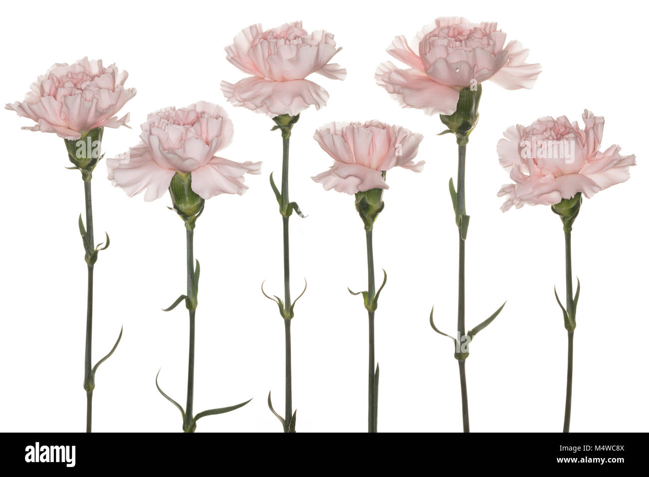 Six Pale Pink Carnations creating a composite, isolated on a White Background Stock Photo