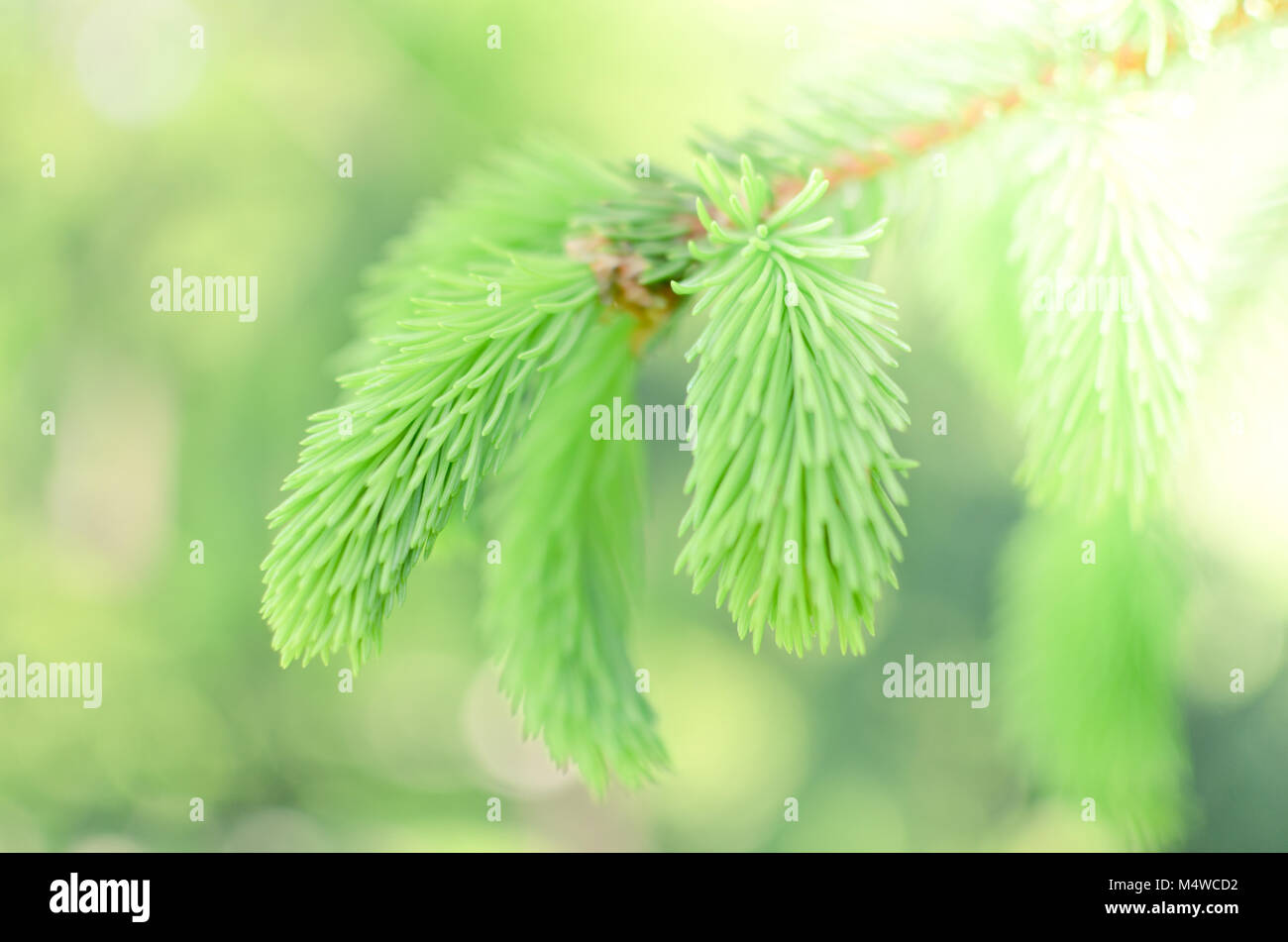 Young spruce sprout hi-res stock photography and images - Alamy