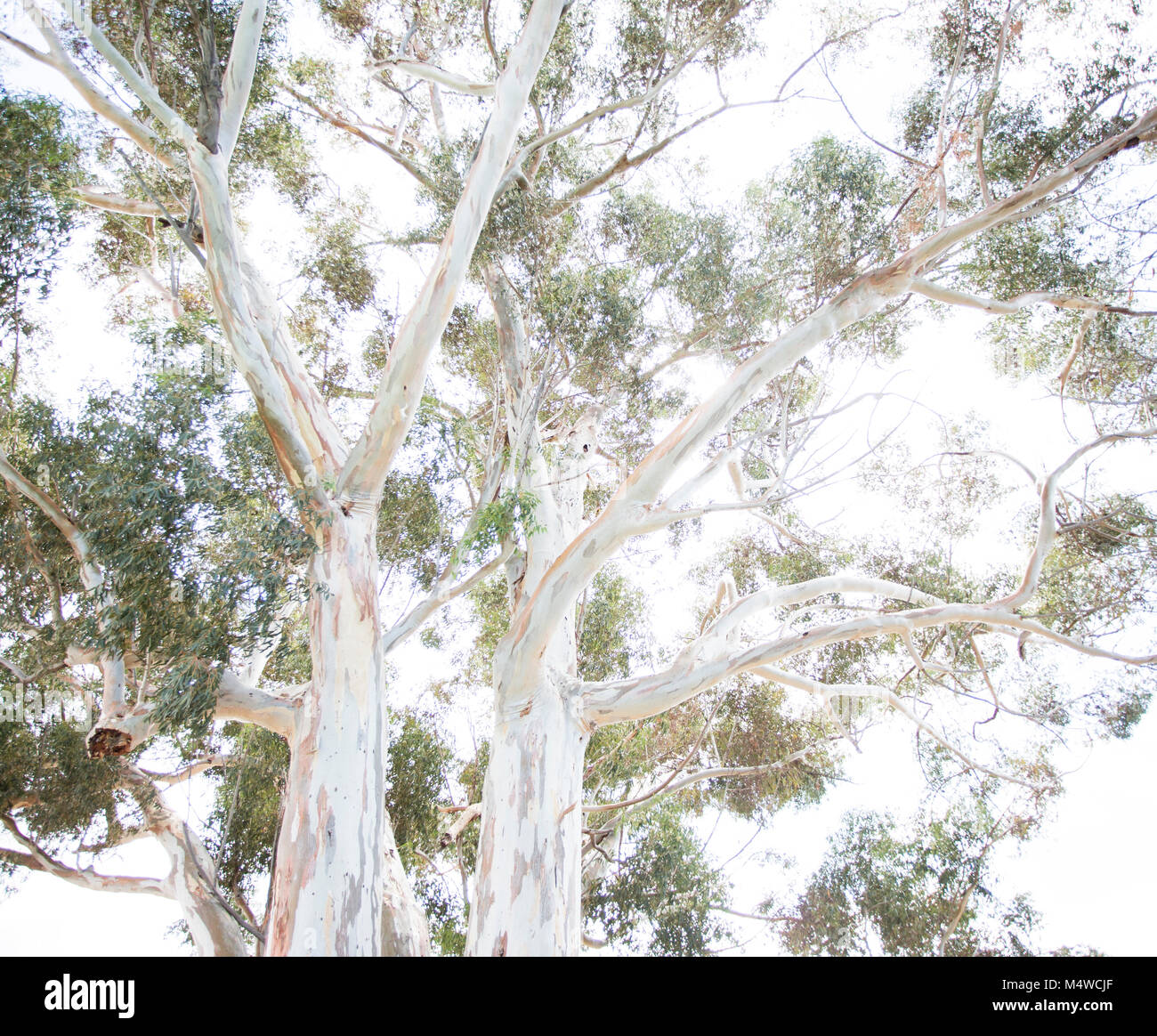 A blue gum tree in Matjiesfontein, South Africa Stock Photo
