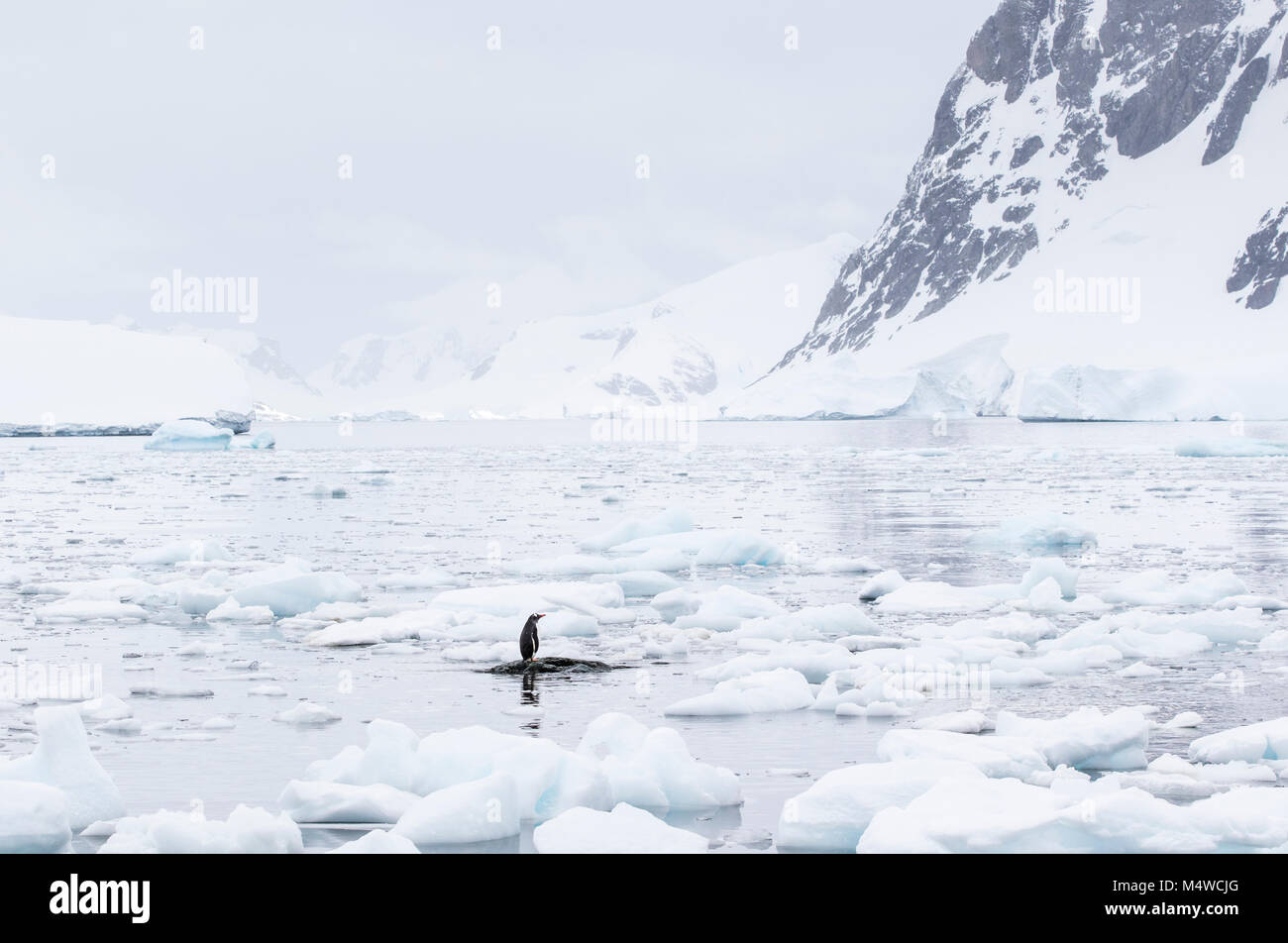 A lone gentoo penguin standing on a partly submerged rock surrounded by sea ice at Danco Island, Antarctica. Stock Photo