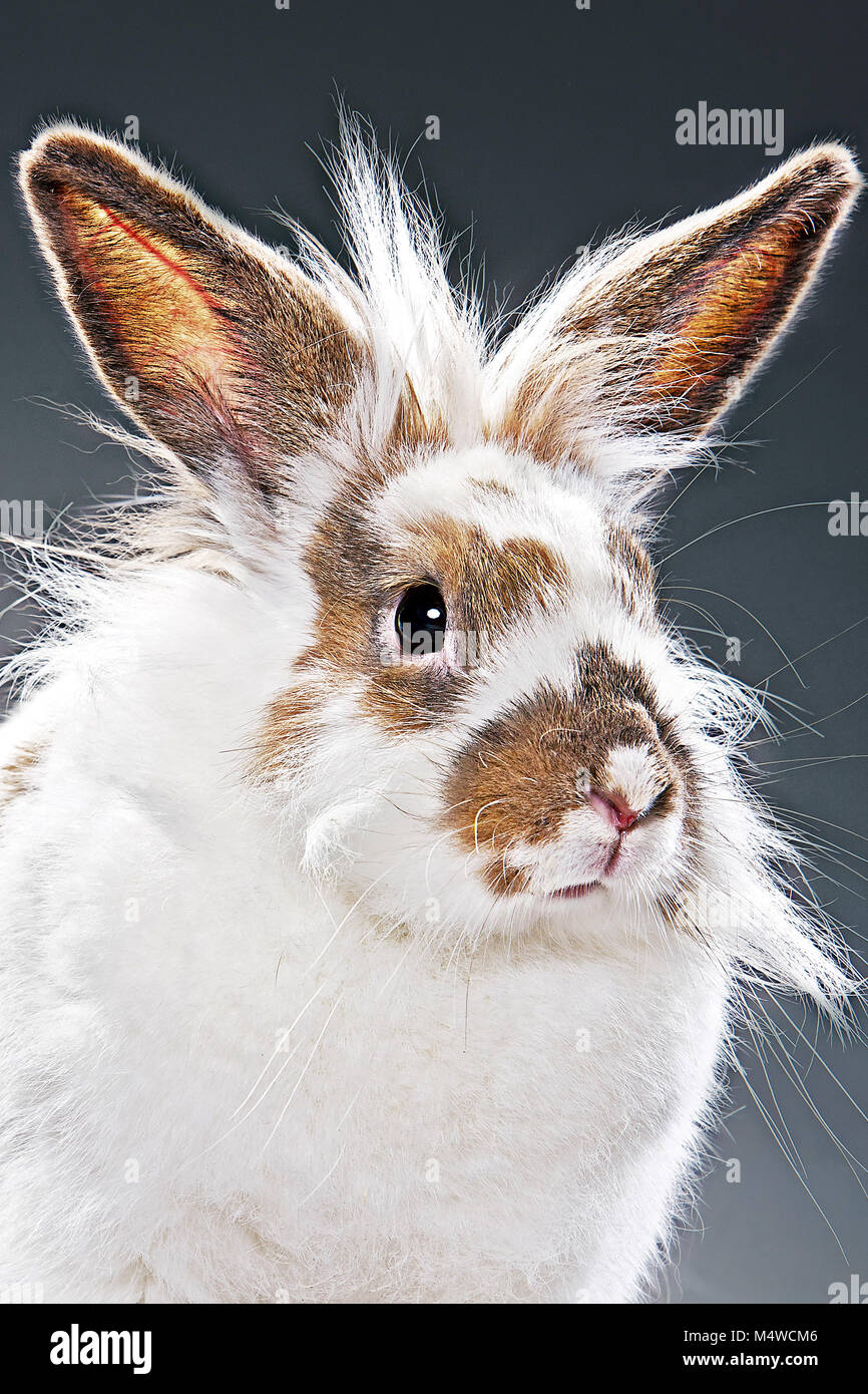 Portrait of a white ginger rabbit. Background gray Stock Photo - Alamy