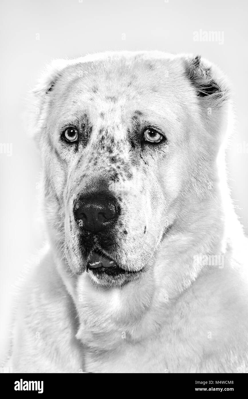 Portrait of white Alabai dog in studio. Stock Photo