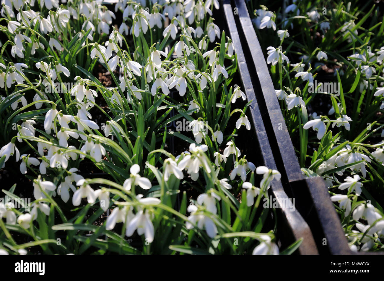 Where rare unusual snowdrop bulbs can fetch up to hires stock