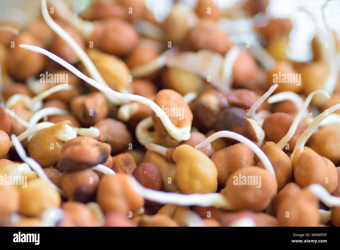 Macro details of brown Indian Chickpeas soaked in water with stems