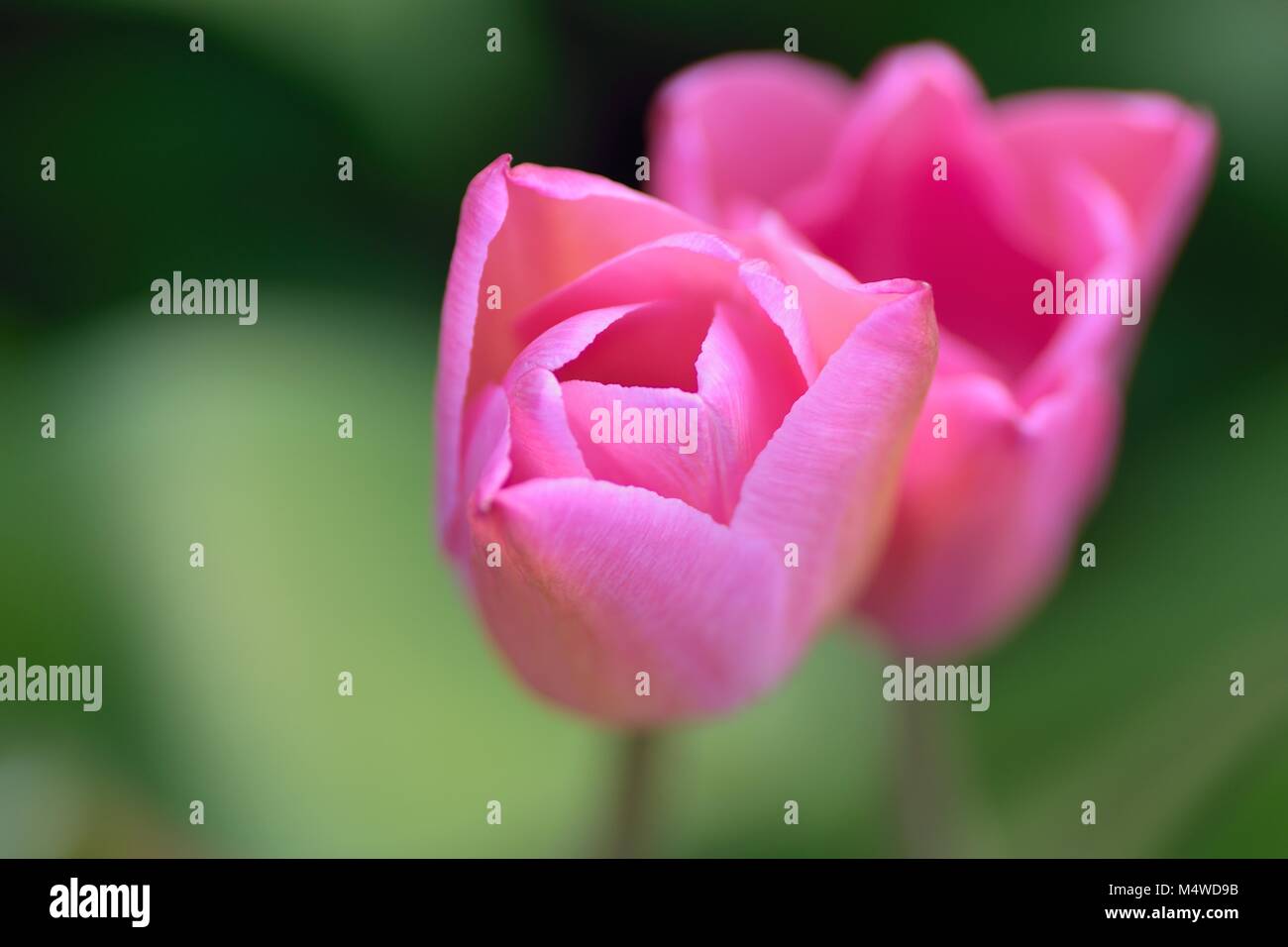 Macro background of pink colored spring Tulip flowers Stock Photo