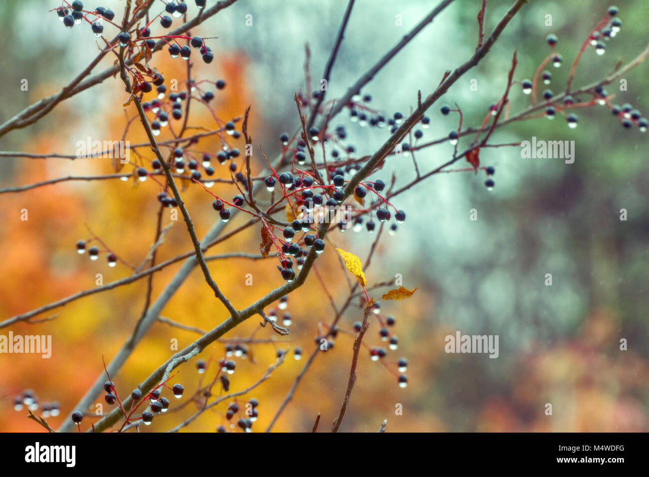 Sentimental Autumn Lachrymose sentimental autumn (romantic tune). Bird cherry berries with ...