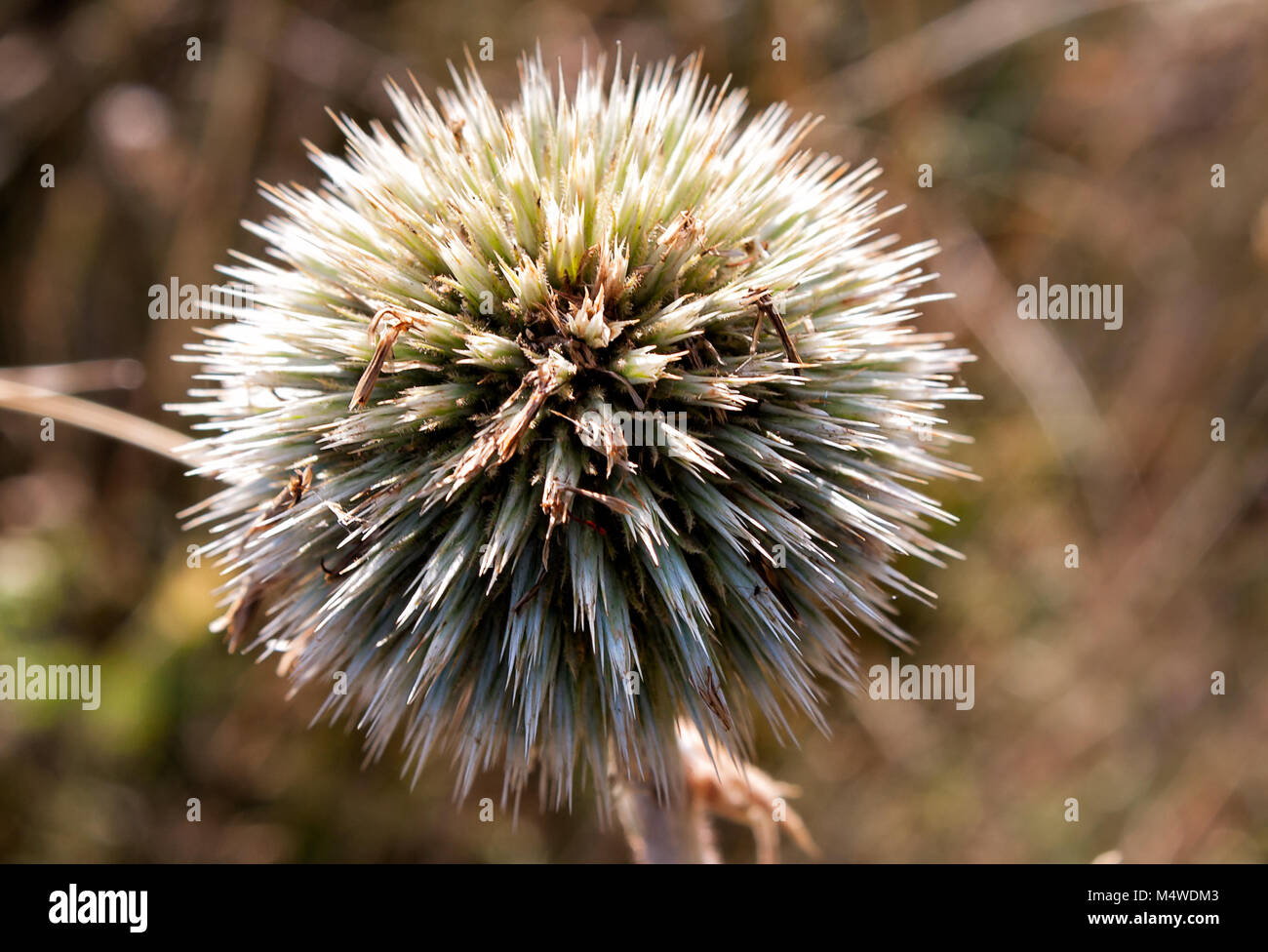 Lesser burdock, Arctium minus, Burweed, Spear Thistle Stock Photo