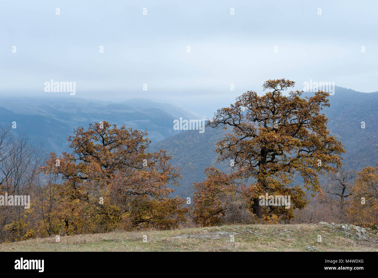 Overview of the forest near Dilijan spa town in the Tavush Province of Armenia. Stock Photo