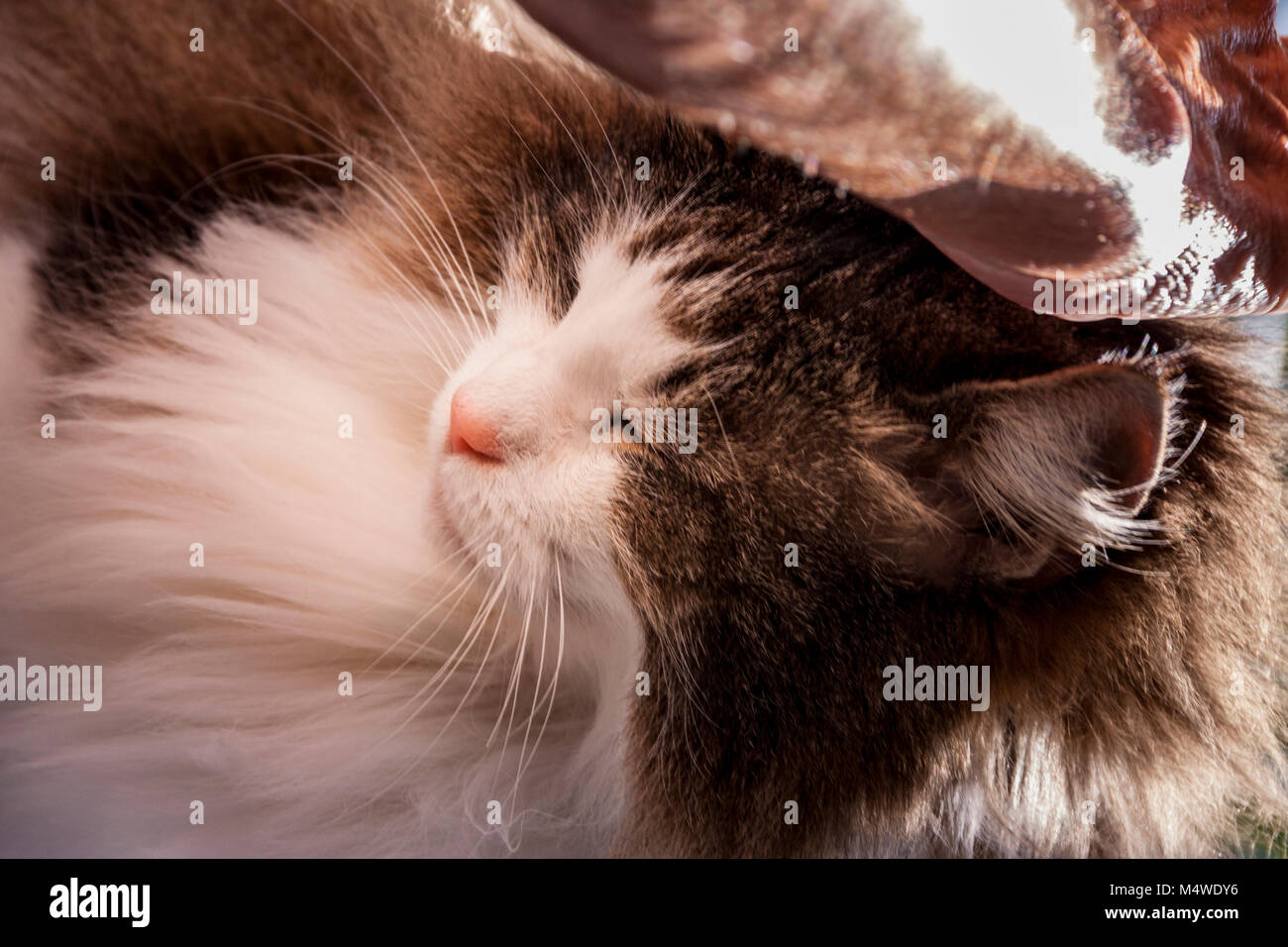 Tortoiseshell And White Cat Norwegian Forest Cat Sleeping Long