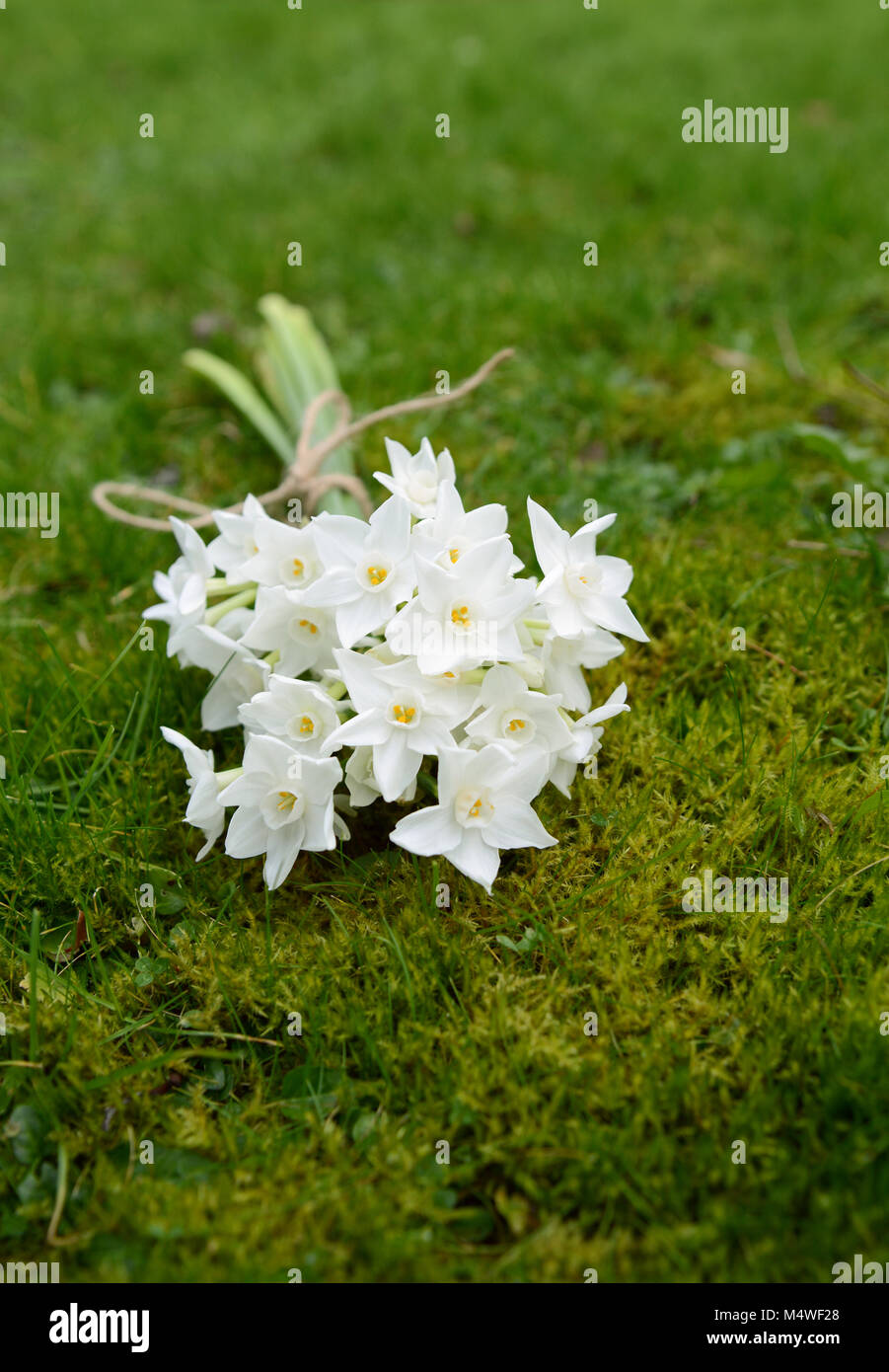 Spring bunch of white narcissus blooms, lying on lush grass and moss Stock Photo