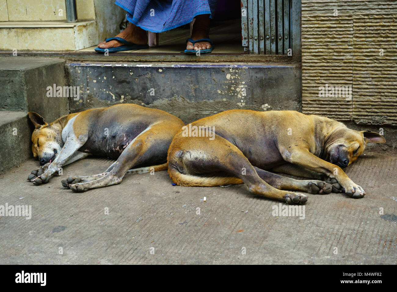 Stray dogs sleeping on pavement in Yangon, Myanmar Stock Photo