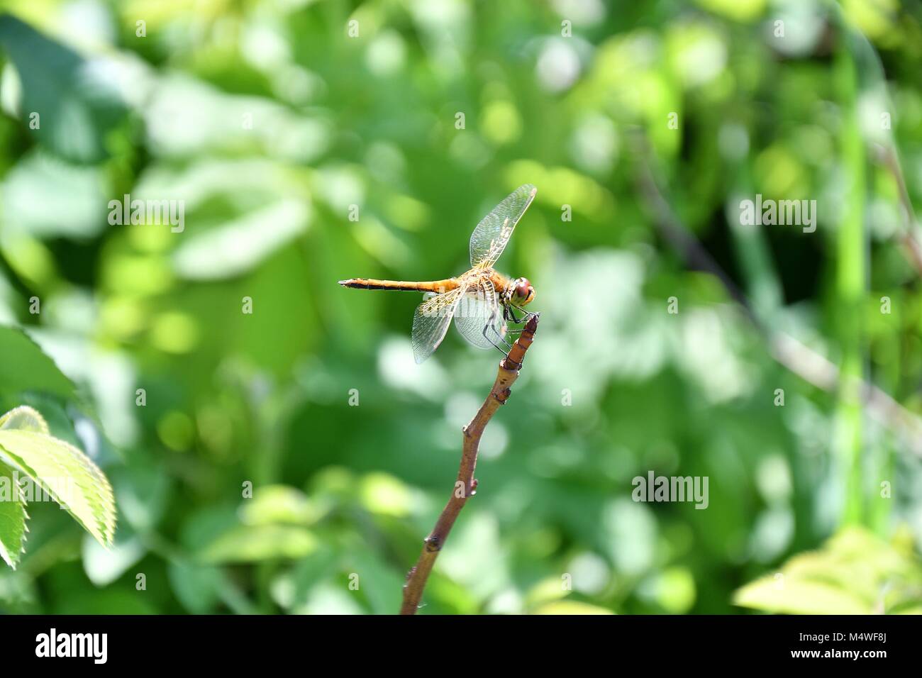 Dragonfly (LAT. Odonata) refers to the flying squad Predatory insects ...