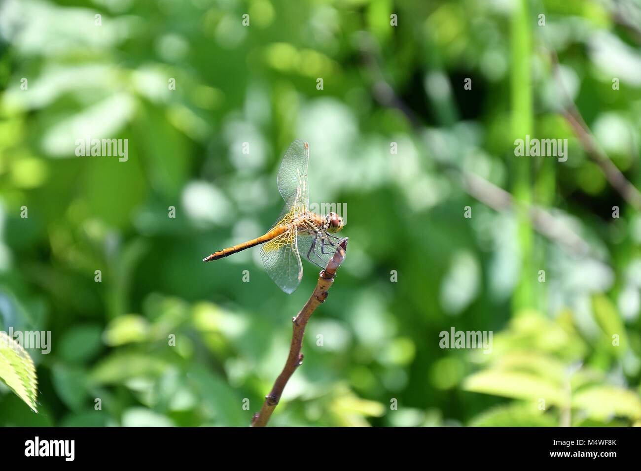 Dragonfly (LAT. Odonata) refers to the flying squad Predatory insects ...