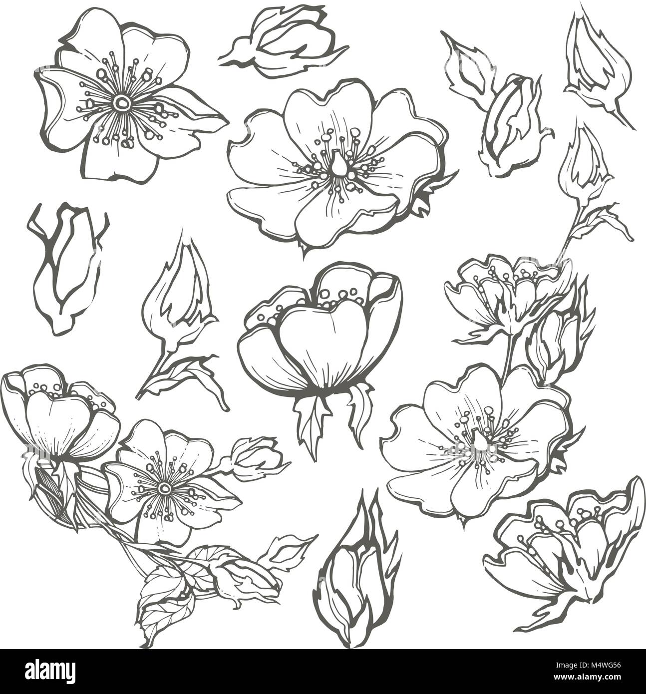 Wild dog rose set flowers contour ink adult coloring page with buds drawing vector clipart on white background for scrapbooking Stock Vector