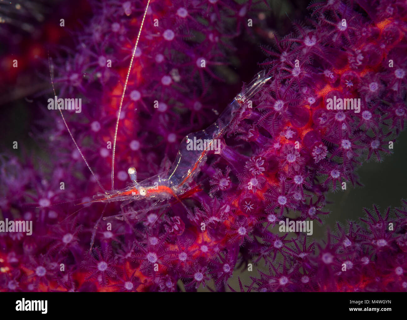 Commensal shrimp on purple corals, Secret Bay dive site, Anilao, Philippines Stock Photo