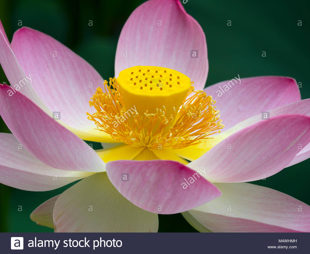 india lotus garden stock photos & india lotus garden stock images