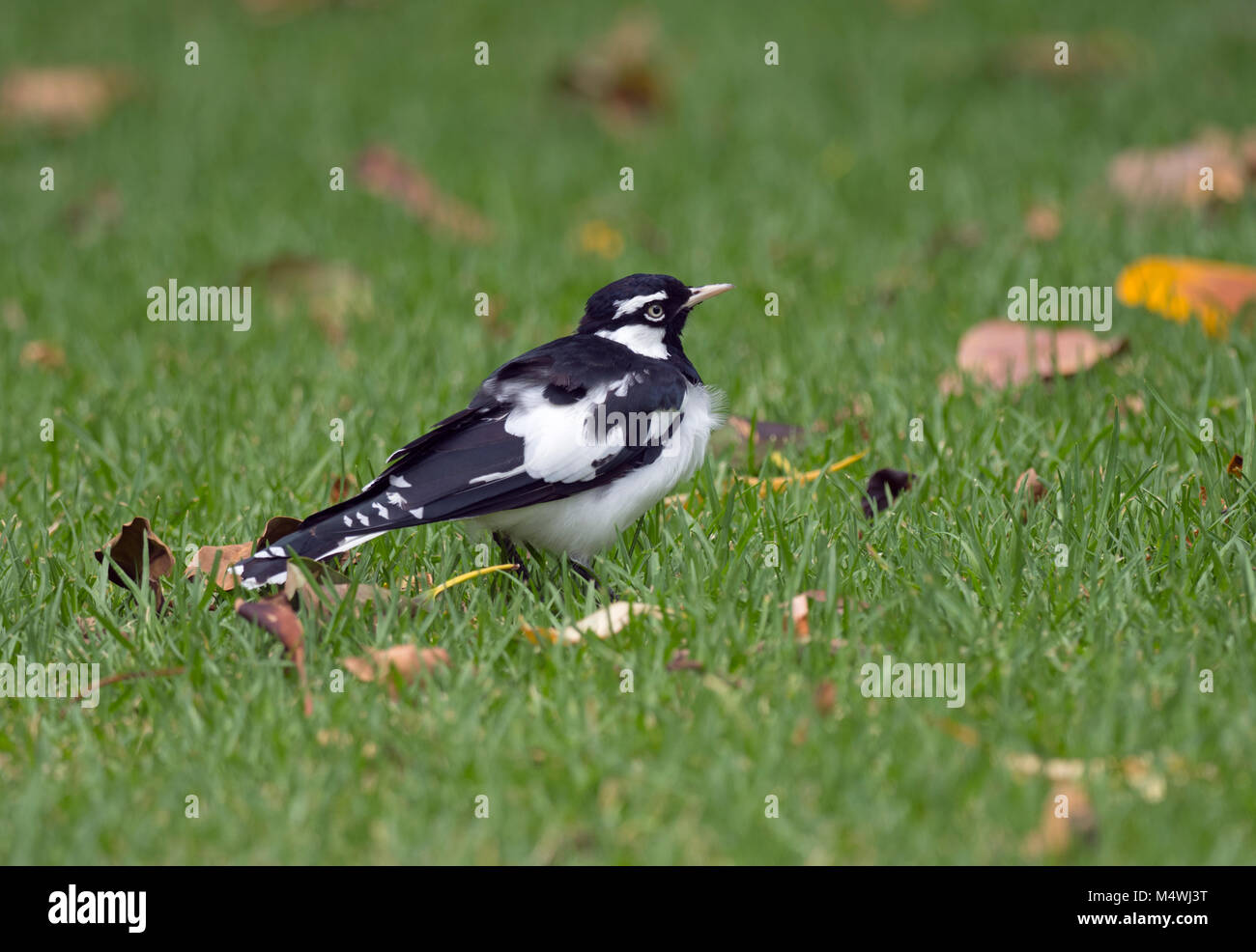 Magpie-lark Grallina cyanoleuca Melbourne Botanic garden Australia Stock Photo