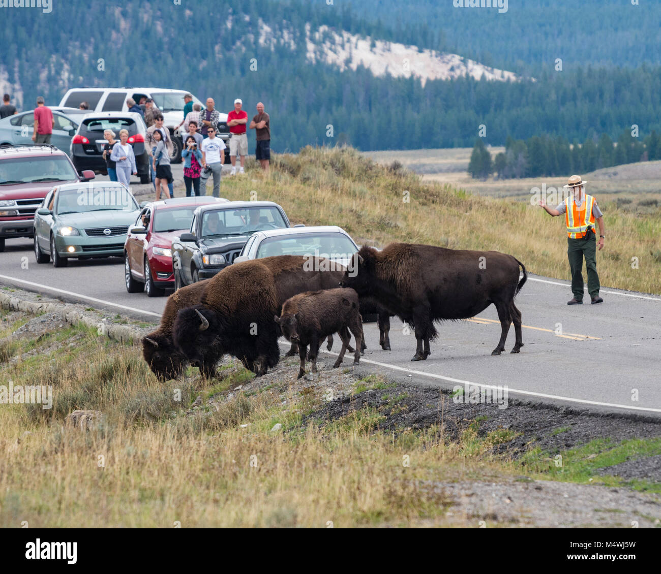 National Park Service ranger directs traffic as a herd of Bison cross the road stopping cars.  Yellowstone National Park, Wyoming. Stock Photo