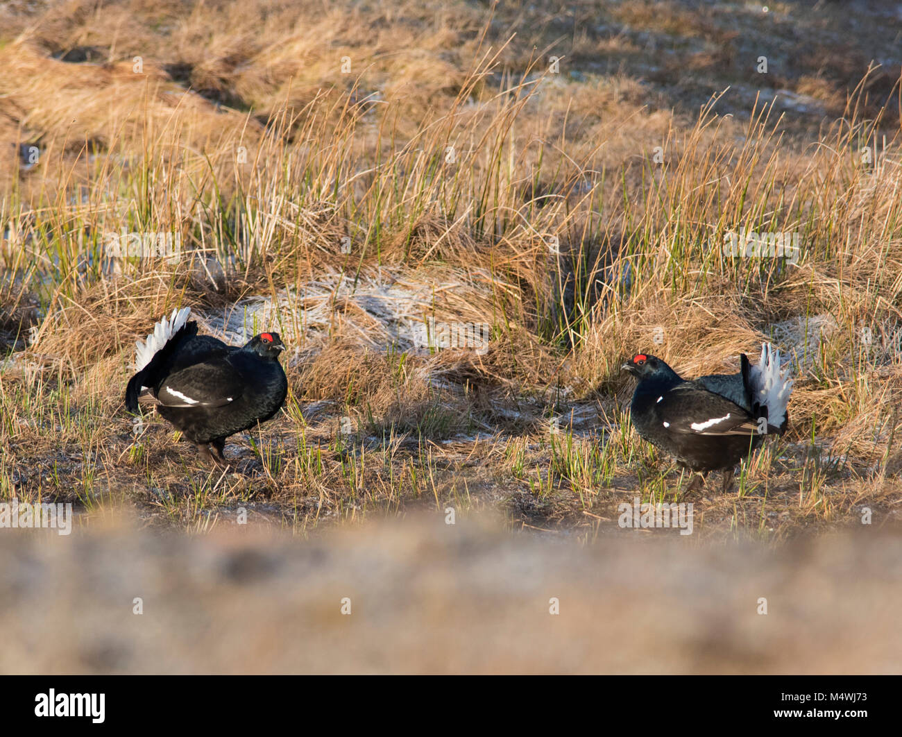 Male Black Grouse Lyrurus tetrix lekking at sunrise on a northern moorland in the UK with several blackcocks present. Stock Photo