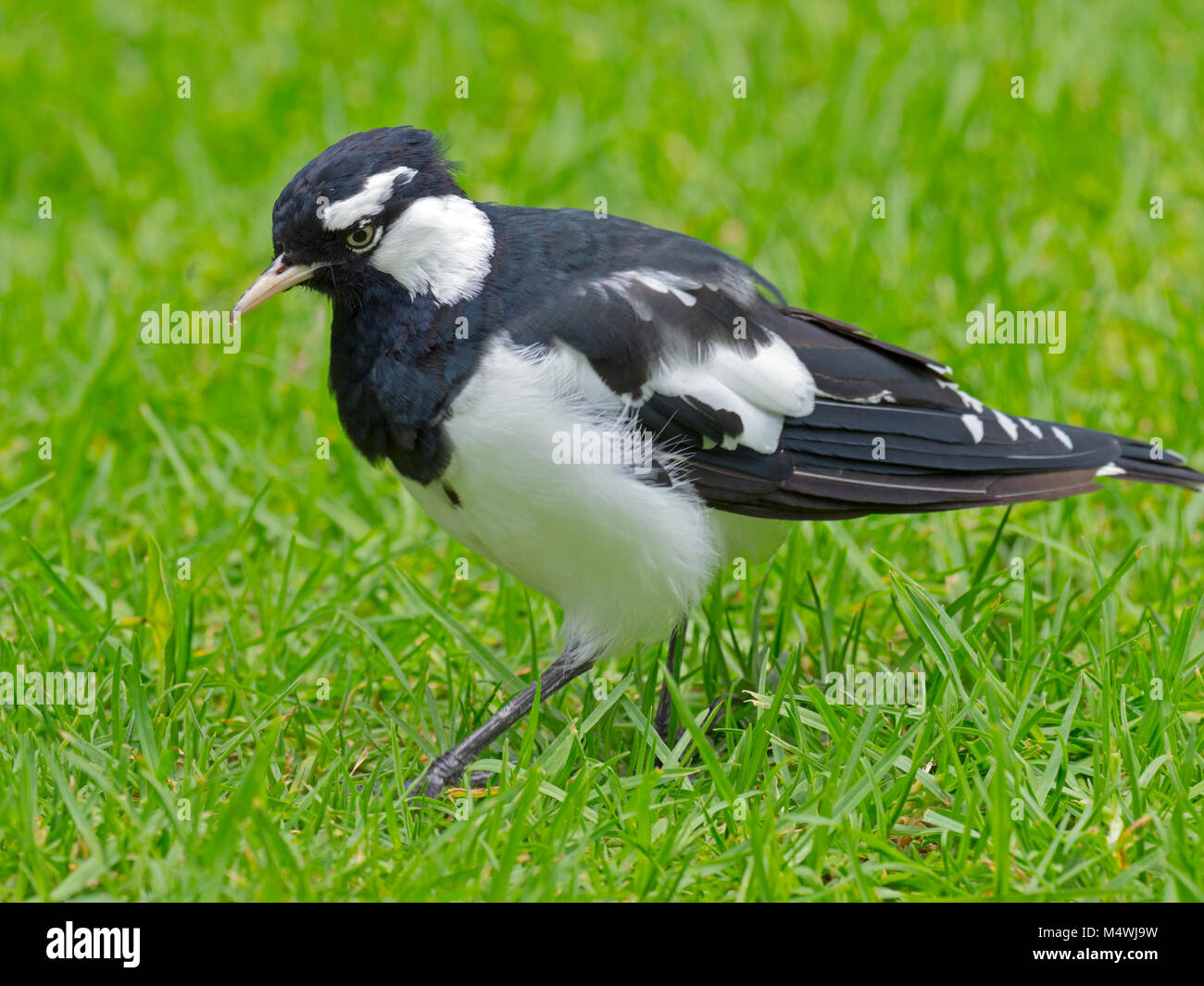 Magpie-lark Grallina cyanoleuca Melbourne Botanic garden Australia Stock Photo