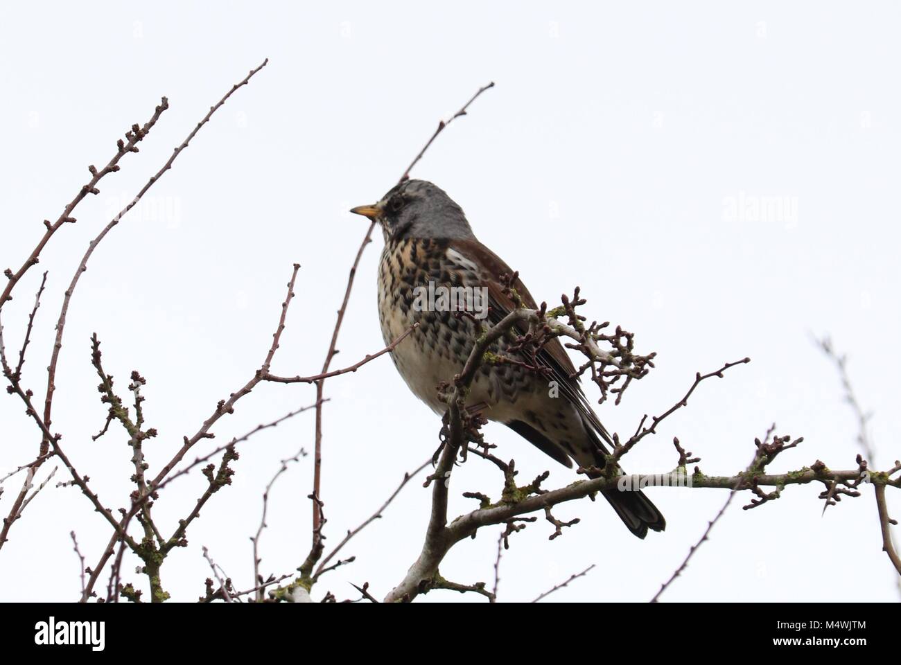 Fieldfair large bird sat in a tree with speckled chest Stock Photo Alamy