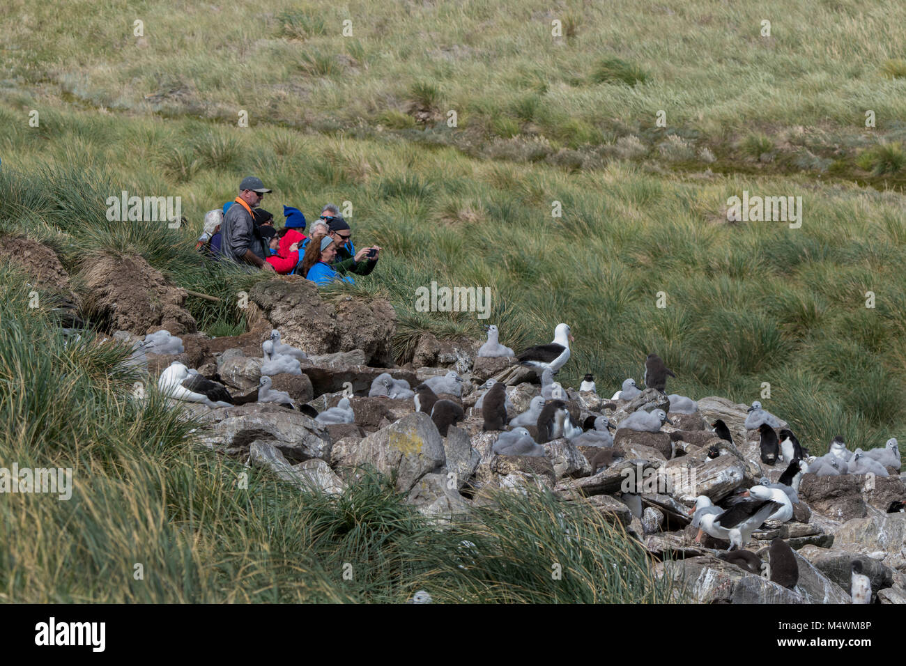 Falkland Islands, West Point Island. Adventure tourists on the edge of the black-browed albatross and rockhopper penguin colony. Stock Photo