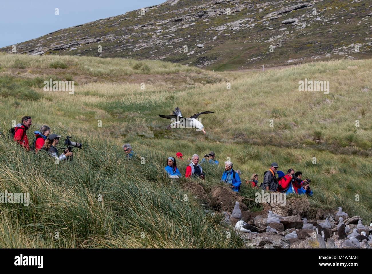 Falkland Islands, West Point Island. Adventure tourists on the edge of the black-browed albatross and rockhopper penguin colony. Albatross in flight. Stock Photo