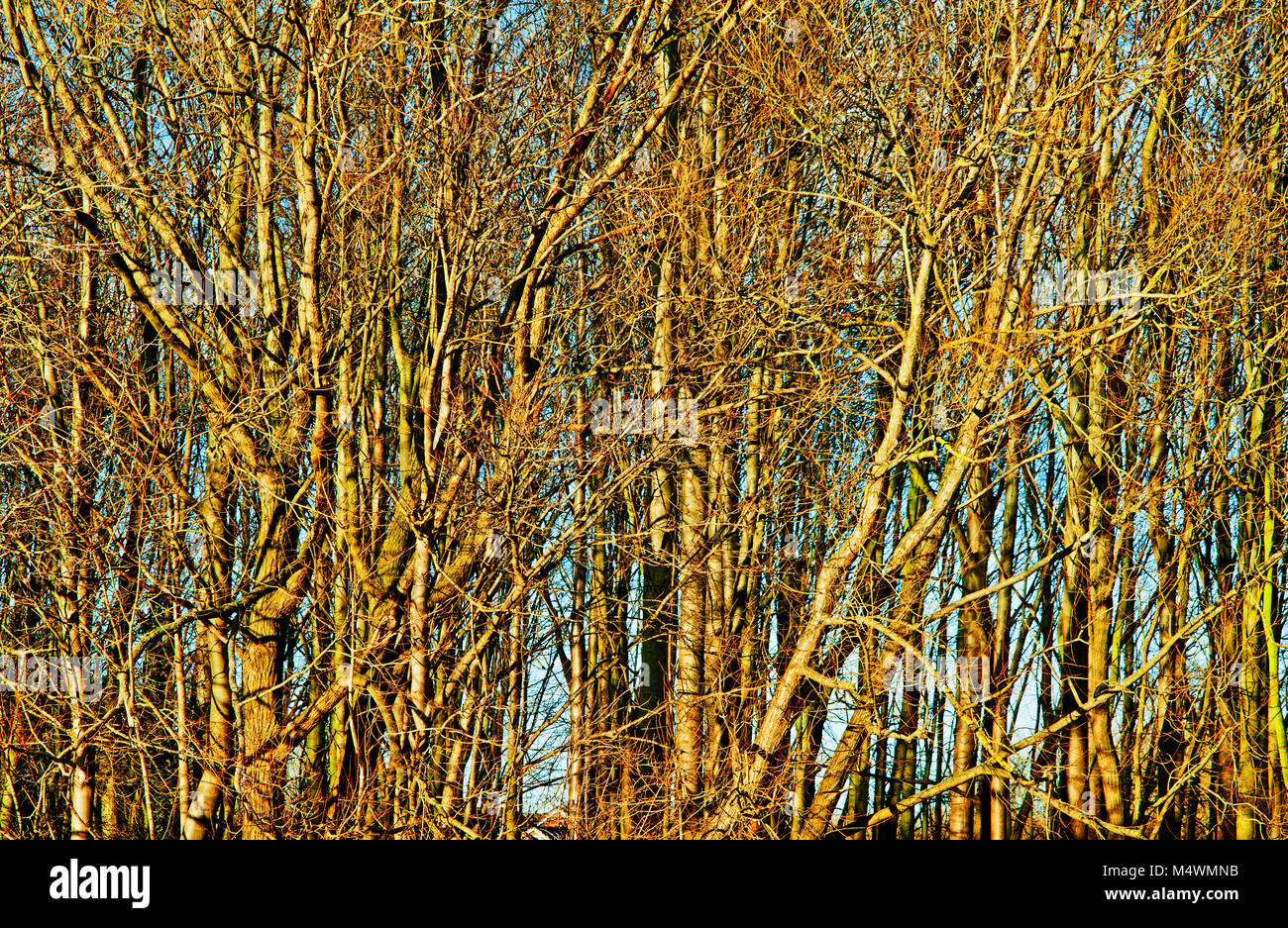 Wood nature and trees hi-res stock photography and images - Alamy