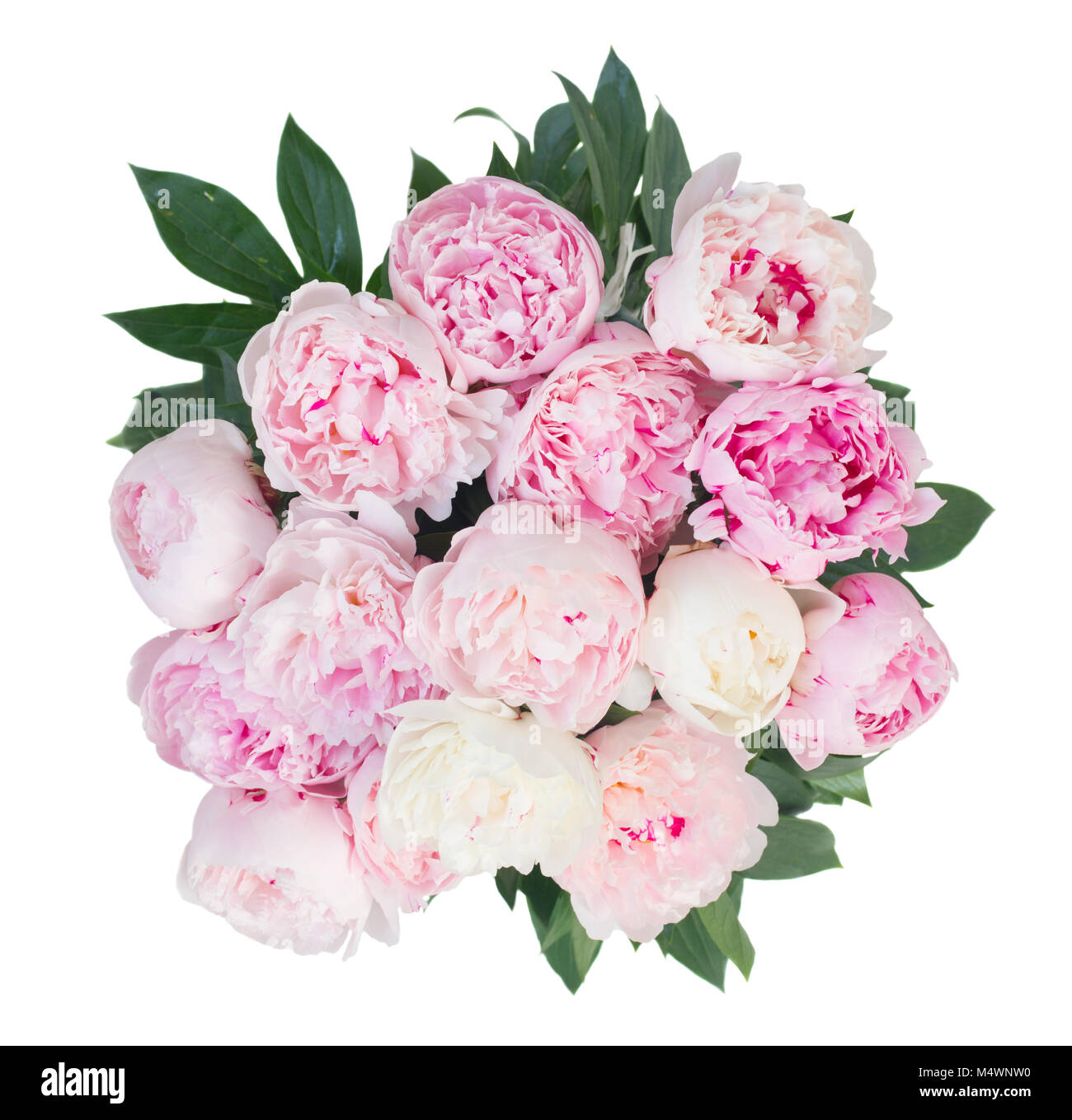 Fresh peony flowers Stock Photo Alamy